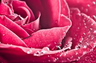 makro rozovyy roza cvetok lepestki 4537 1280x720